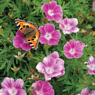 Elke Geranium Thumbnail